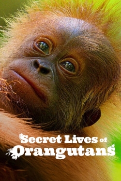 Secret Lives of Orangutans-stream