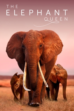 The Elephant Queen-stream