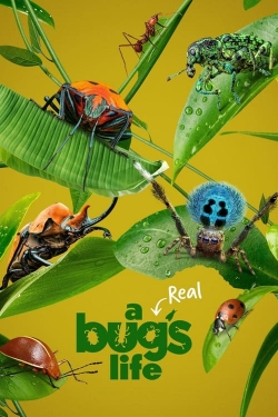 A Real Bug's Life-stream